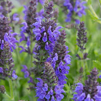 Violet Salvia Meadow Sage Flower seeds for Planting - Cottage Garden Essential, Heirloom & GMO Free Seeds for Home Garden