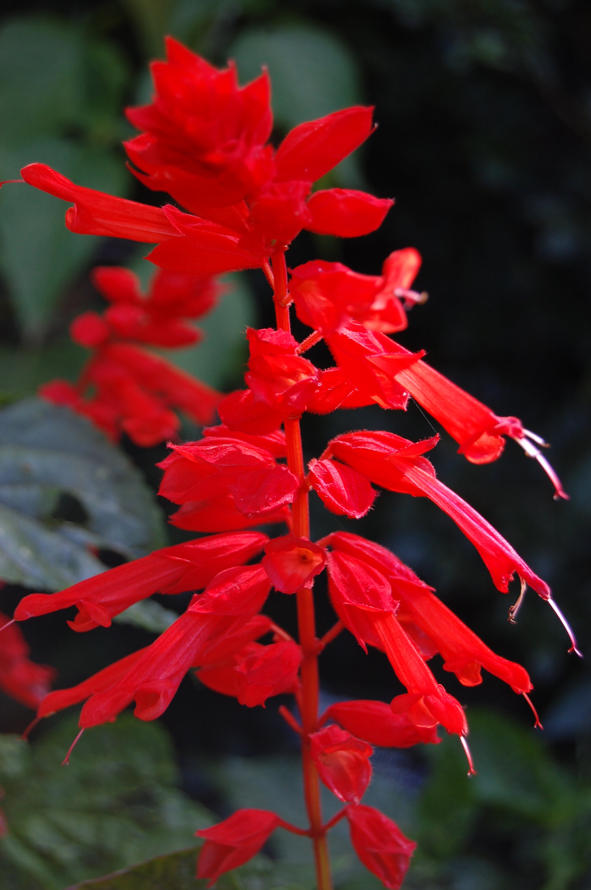 Salvia Flower seeds for Planting Seasonal Bloomer Heirloom & GMO Free Seeds for Home Garden