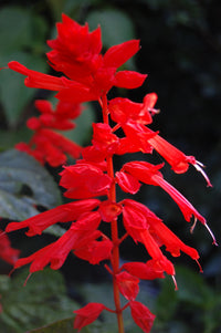 Salvia Flower seeds for Planting Seasonal Bloomer Heirloom & GMO Free Seeds for Home Garden