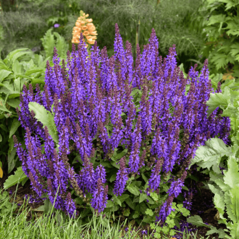 Purple Perennial Flower seeds for Planting Colorful Display Heirloom & GMO Free Seeds for Home Garden