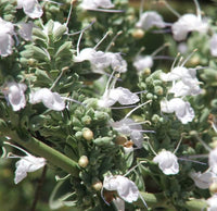 Apiana Flower seeds for Planting Wildflower Mix Heirloom & GMO Free Seeds for Home Garden