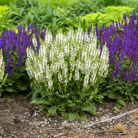 White Sage Flower seeds for Planting Fragrant Blossoms Heirloom & GMO Free Seeds for Home Garden
 
 Sale