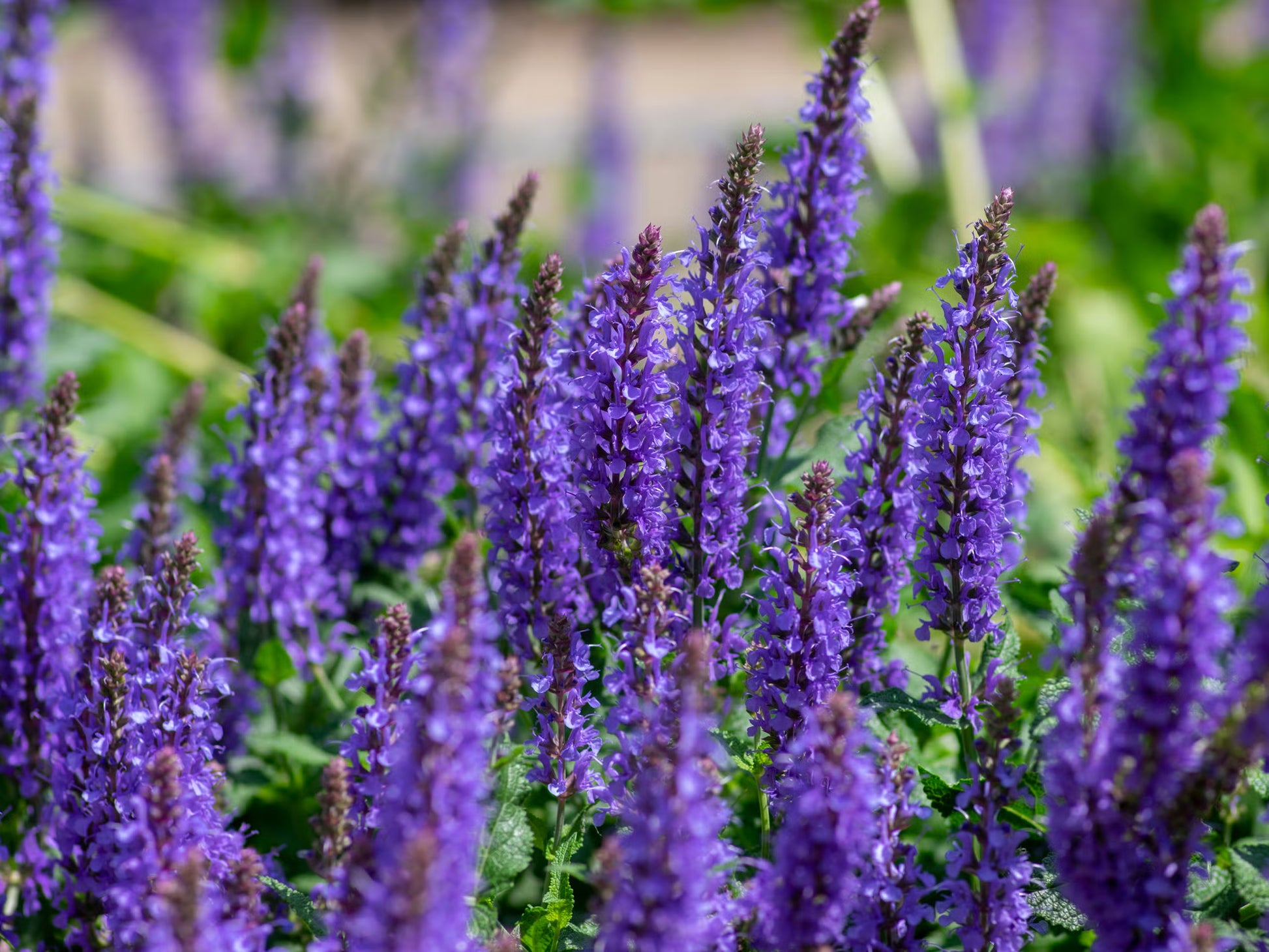 Garden Perennial Flower Seeds for Planting - Beautiful Year-Round Garden Blooms