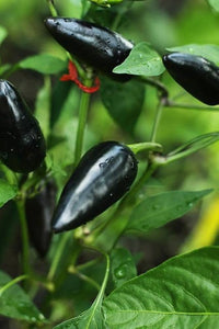 Samen-Schmecken seeds for home vegetable gardening