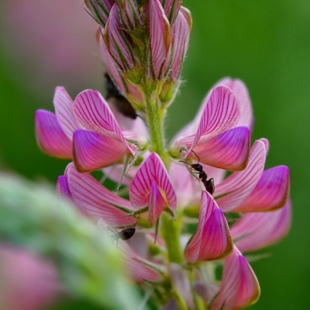 Pink Sainfoin Flower seeds for Planting - Seasonal Bloomer, Heirloom & GMO Free Seeds for Home Garden