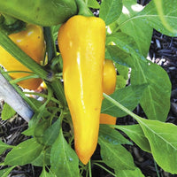 Healthy Santa Fe Grande Pepper seedlings ready for transplanting