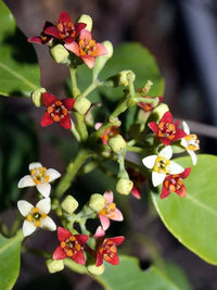 Santalum Album Flower seeds for Planting Low Maintenance Heirloom & GMO Free Seeds for Home Garden 
 
 Sale