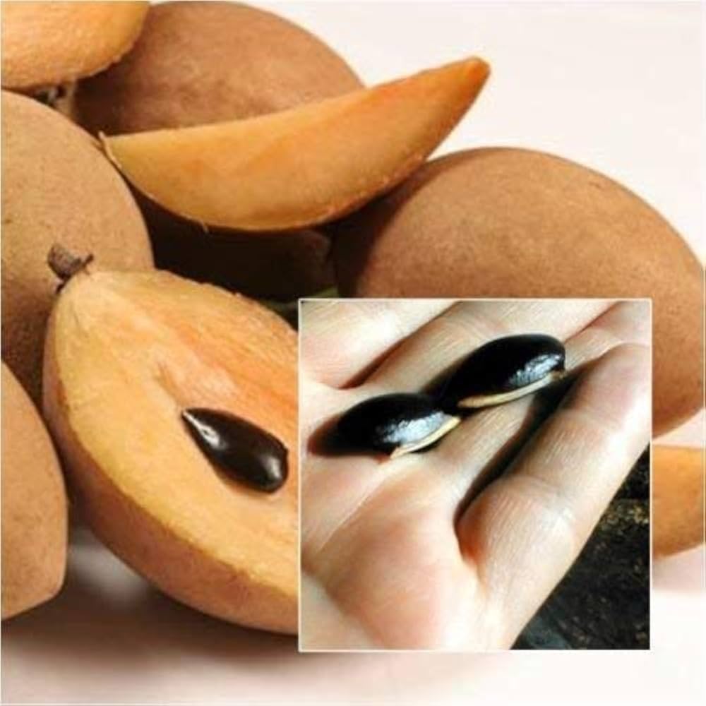Whole sapodilla fruit