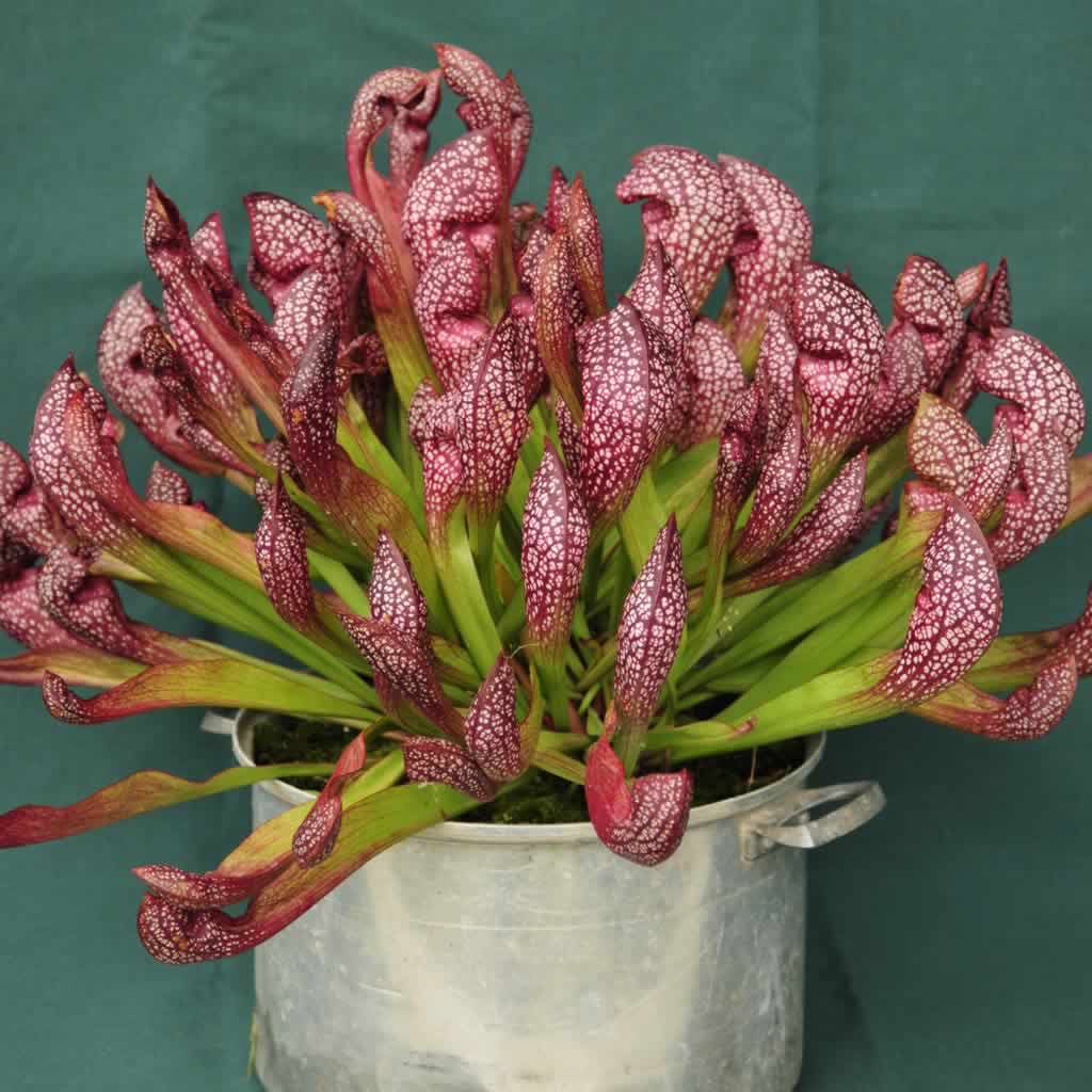 Scarlet Sarracenia Carnivorous Flower seeds for Planting Long Bloom Season Heirloom & GMO Free Seeds for Home Garden