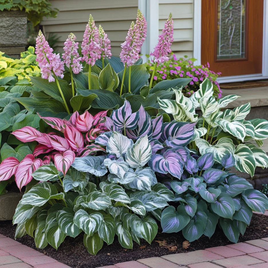 Hosta Seeds for Planting – Heirloom, Non-GMO, Perennial Shade Plant, Hosta spp. Foliage Variety