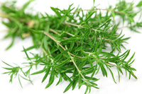 Savory Herb Seeds Germinating in Soil