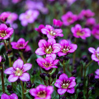Heirloom Saxifraga Mossy Flower seeds for Planting Low Maintenance Heirloom & GMO Free Seeds for Home Garden