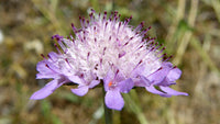 Pincushion Flower seeds for Planting Perfect for Borders Heirloom & GMO Free Seeds for Home Garden
