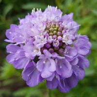 Scabiosa Flower seeds for Planting - Colorful Display, Heirloom & GMO Free Seeds for Home Garden