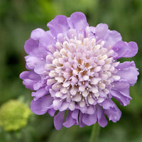 Scabiosa Flower seeds for Planting Perfect for Borders Heirloom & GMO Free Seeds for Home Garden