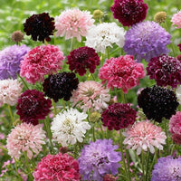 Yellow Scabious Flower seeds for Planting - Easy to Grow, Heirloom & GMO Free Seeds for Home Garden