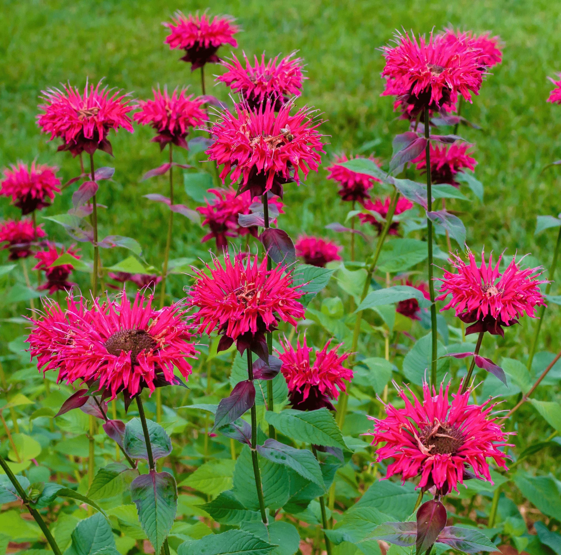 Balm Seeds for Planting home garden flower bed