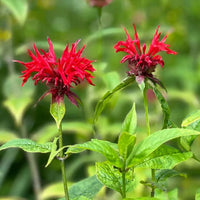 Red Bergamot Monarda Flower seeds for Planting Seasonal Bloomer Heirloom & GMO Free Seeds for Home Garden