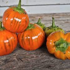 Scarlet heirloom eggplant with round fruits