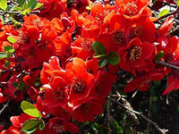 Scarlet Quince Seeds – Chaenomeles japonica Non-GMO Red Flower Shrub