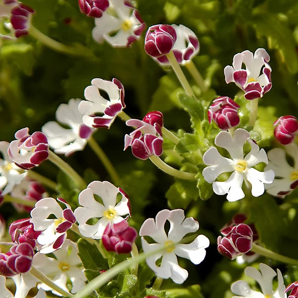 White Pink Zaluzianskya Flower Seeds - Flower seeds for Planting - Vibrant Colors, Heirloom & GMO Free Seeds for Home Garden