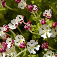 White Pink Zaluzianskya Flower Seeds - Flower seeds for Planting - Vibrant Colors, Heirloom & GMO Free Seeds for Home Garden