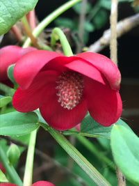 Schisandra Flower seeds for Planting Drought Tolerant Heirloom & GMO Free Seeds for Home Garden 
 
 Sale