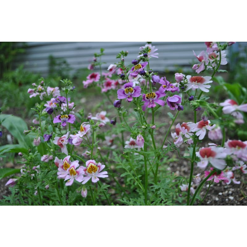 Heirloom Schizanthus Flower seeds for Planting Shade Tolerant Heirloom & GMO Free Seeds for Home Garden