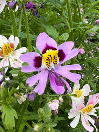 Schizanthus Tinkerbell Flower seeds for Planting Sun Loving Heirloom & GMO Free Seeds for Home Garden