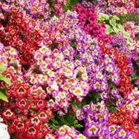 Schizanthus Flower seeds for Planting Cut Flower Favorite Heirloom & GMO Free Seeds for Home Garden