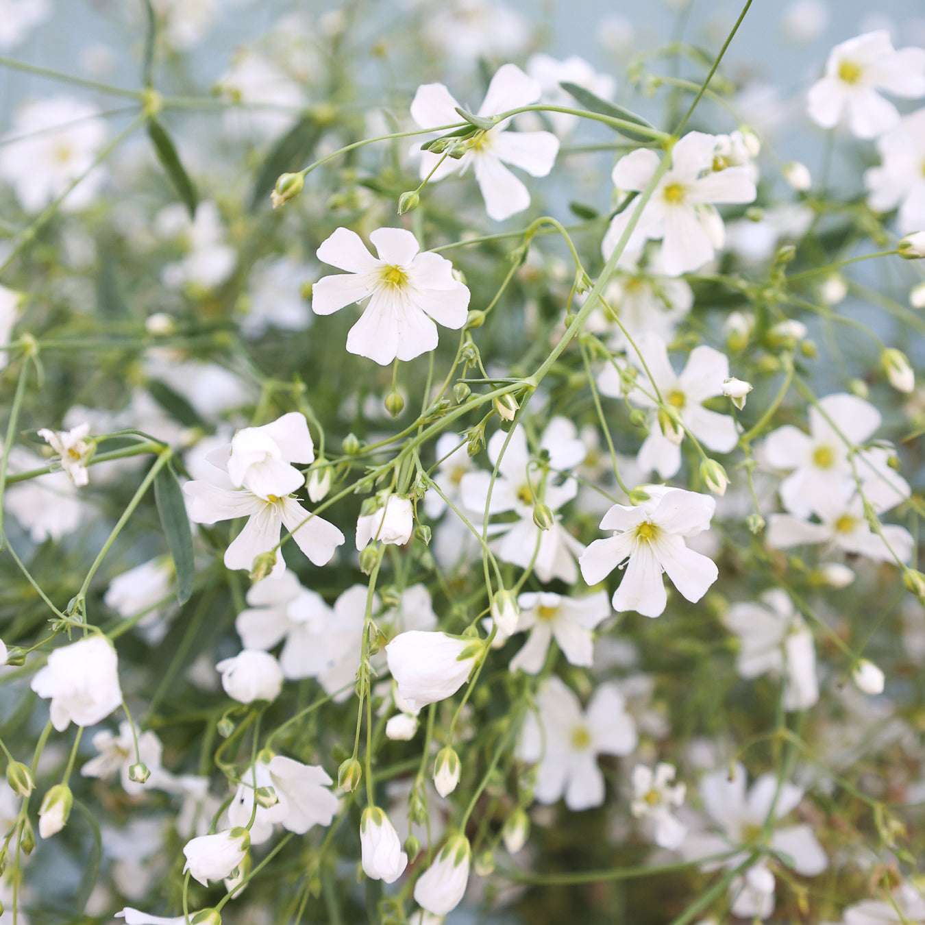 Gypsophila White Flower Seeds for Planting - Perfect for Beautiful Bouquets