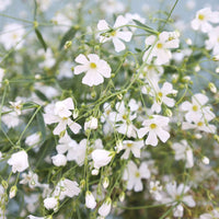 Gypsophila White Flower Seeds for Planting - Perfect for Beautiful Bouquets