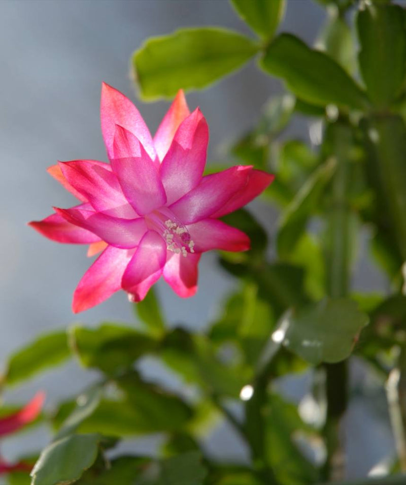 Schlumbergera Flower seeds for Planting Pollinator Friendly Heirloom & GMO Free Seeds for Home Garden
