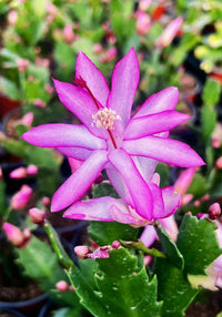 Purple Schlumbergera flowers growing in hanging pots