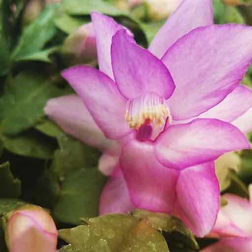 Lavender Schlumbergera Flower seeds for Planting Hardy Variety Heirloom & GMO Free Seeds for Home Garden 
 
 Sale