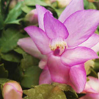 Lavender Schlumbergera Flower seeds for Planting Hardy Variety Heirloom & GMO Free Seeds for Home Garden 
 
 Sale