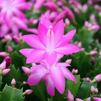 Purple Schlumbergera Flower seeds for Planting - Colorful Display, Heirloom & GMO Free Seeds for Home Garden
