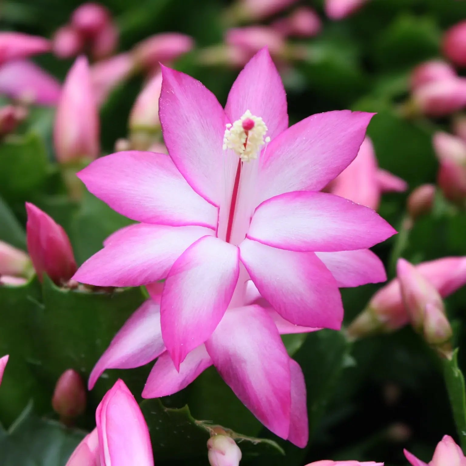 Purple Schlumbergera Flower seeds for Planting - Colorful Display, Heirloom & GMO Free Seeds for Home Garden
