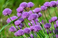 Rustic Ciboulette Flower Seeds – Heirloom Non-GMO, Seasonal Bloomer for Home Garden Planting