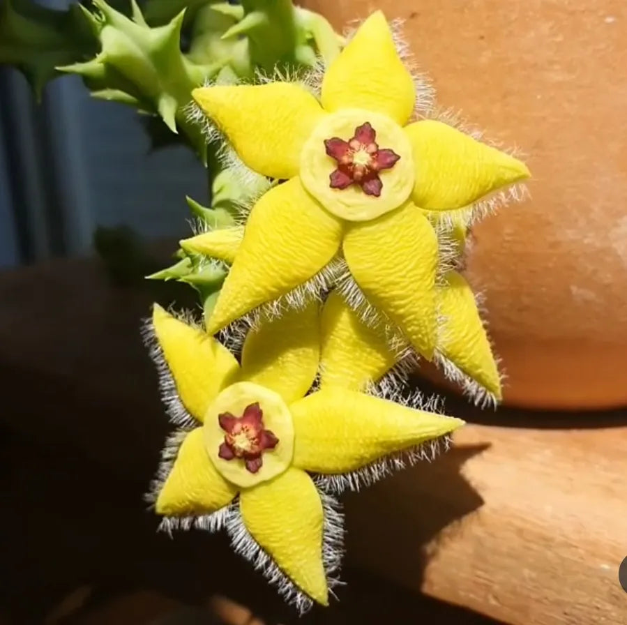 Orbea Lutea Succulent Flower seeds for Planting Low Maintenance Heirloom & GMO Free Seeds for Home Garden