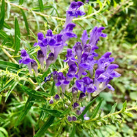 Green Scutellaria Baicalensis Flower seeds for Planting - Wildflower Mix, Heirloom & GMO Free Seeds for Home Garden
