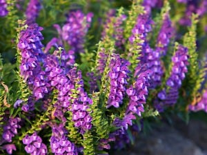 Purple Scutellaria Seeds For Perennial Planting Flower