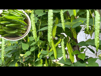 Winged Bean Planting Vegetable Seeds  Seed for High-Yielding