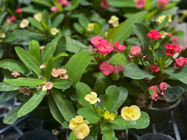 Mixed Euphorbia Milii Hybrid Flower seeds for Planting - Premium Quality, Heirloom & GMO Free Seeds for Home Garden