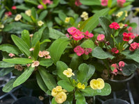 Mixed Euphorbia Milii Hybrid Flower seeds for Planting - Premium Quality, Heirloom & GMO Free Seeds for Home Garden