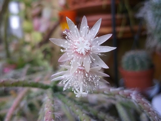 White Pilocarpa Flower seeds for Planting Long Bloom Season Heirloom & GMO Free Seeds for Home Garden
 
 Sale