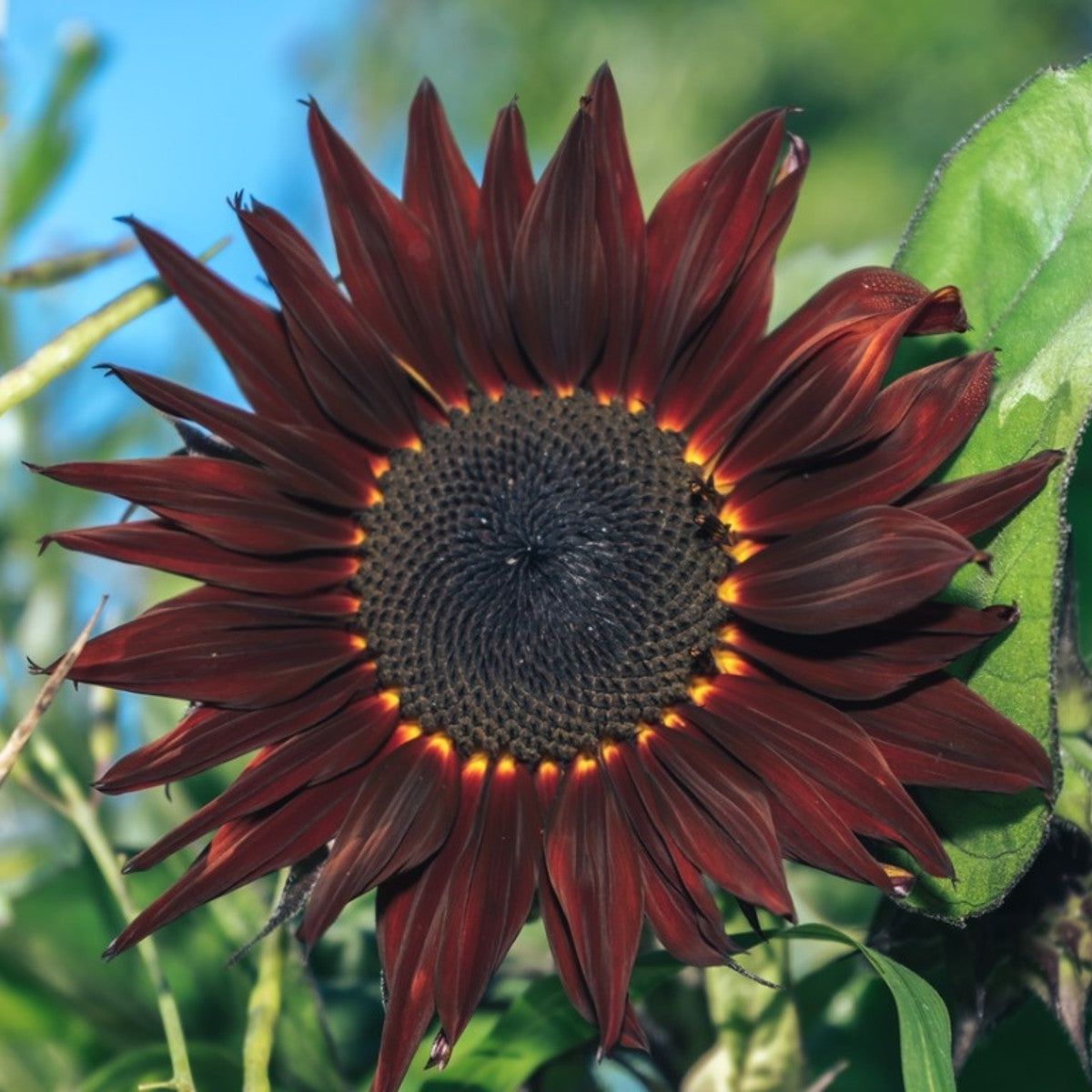 Maroon Sunflower Flower seeds for Planting - Pollinator Friendly, Heirloom & GMO Free Seeds for Home Garden