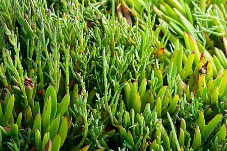 Sea Bean Vegetable Seeds for Easy Planting