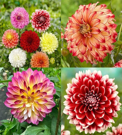 100 Pcs