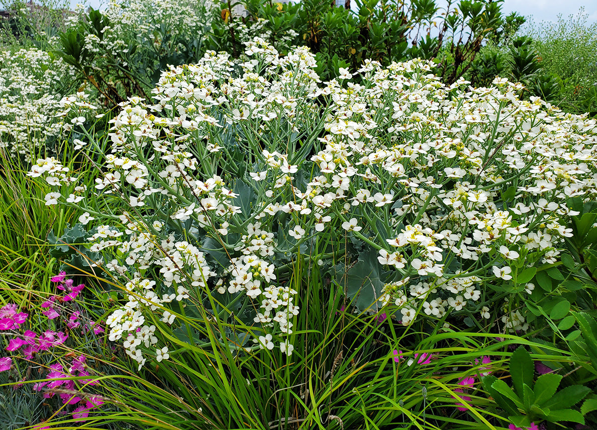 Seakale Flower seeds for Planting - Low Maintenance, Heirloom & GMO Free Seeds for Home Garden